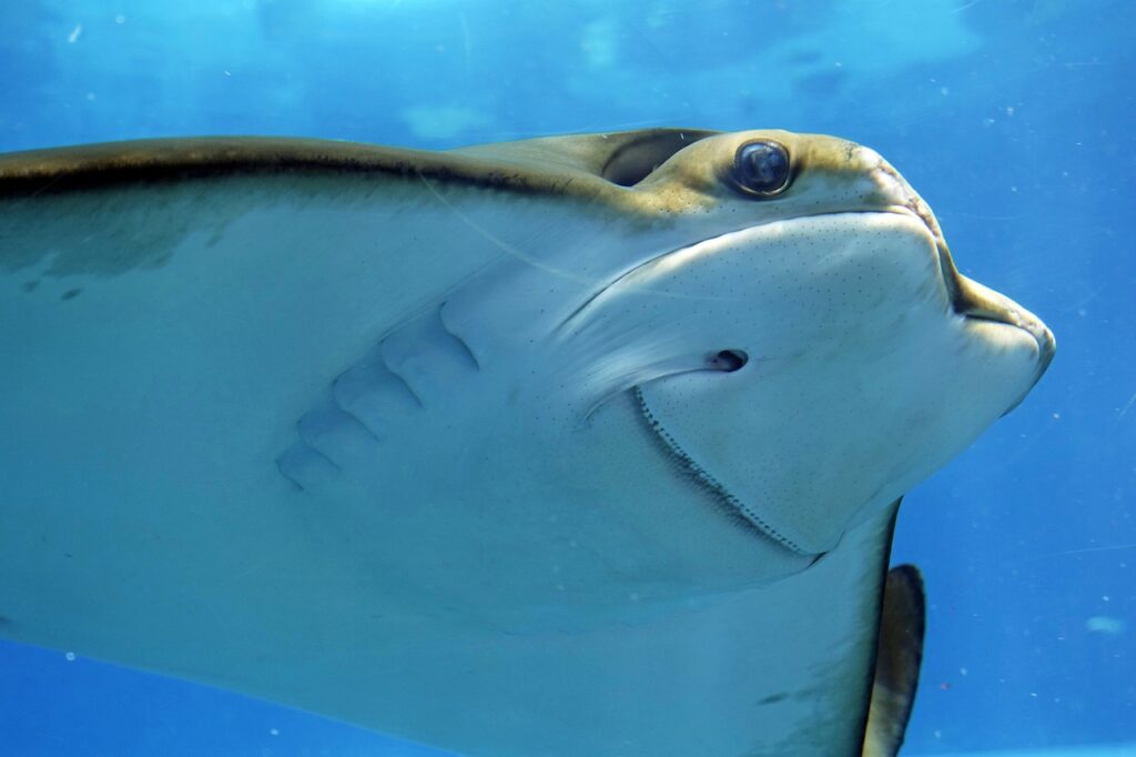 オーストラリアの水族館