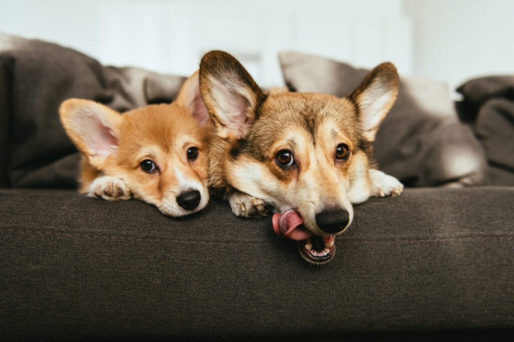 ソファで寝る犬の親子