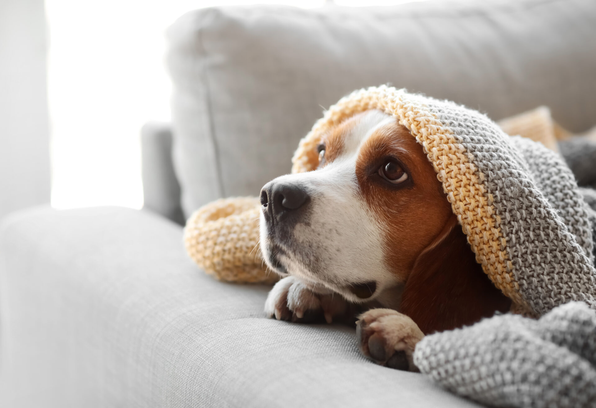 ソファでくつろぐ犬